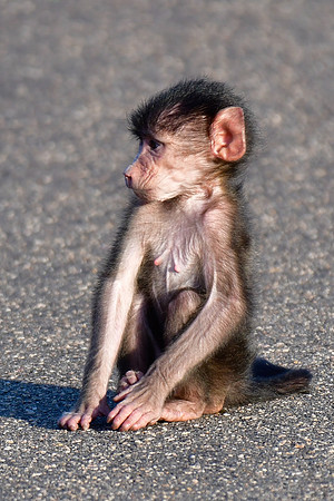 Baby chacma baboon