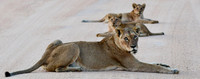 Lioness and cubs