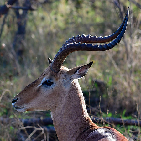 Impala (male)