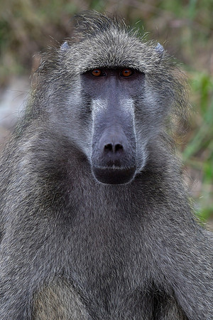 Chacma baboon (male)