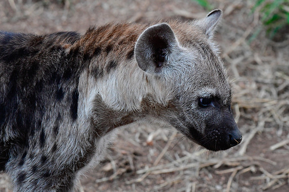 Spotted hyena cub
