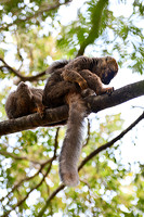 Red-fronted lemurs (Eulemur rufus) near the entrance to Maki Canyon, Isalo National Park