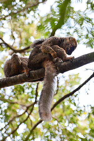 Red-fronted lemurs (Eulemur rufus) near the entrance to Maki Canyon, Isalo National Park