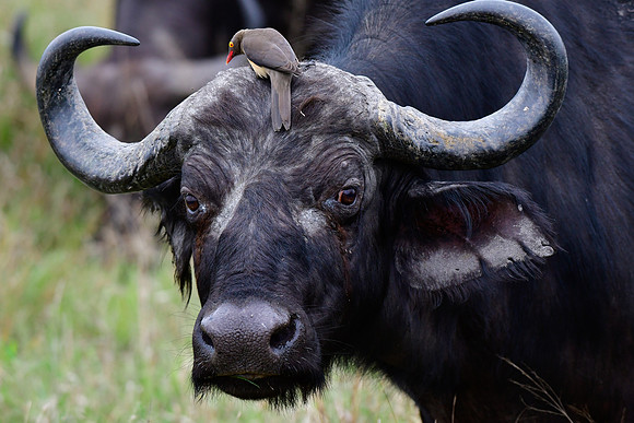African buffalo