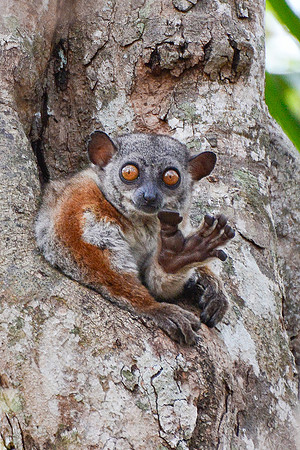 Randrianasolo's sportive lemur (Lepilemur randrianasoloi), Tsingy de Bemaraha National Park
