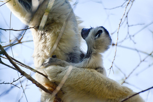Mother and baby Verreaux's sifakas (Propithecus verreauxi), Kirindy Reserve