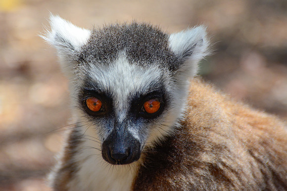Ring-tailed lemur (Lemur catta) in Namaza Canyon, Isalo National Park