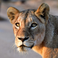 Lioness