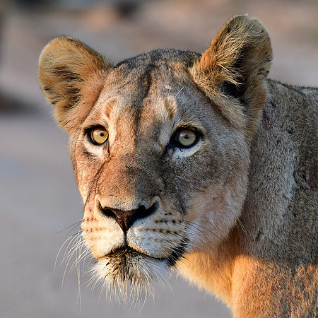 Lioness