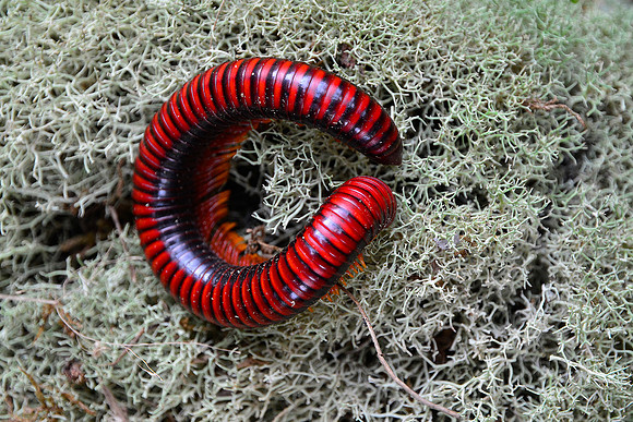 MIllipede, Peyriéras Reserve