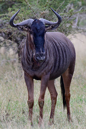 Blue wildebeest