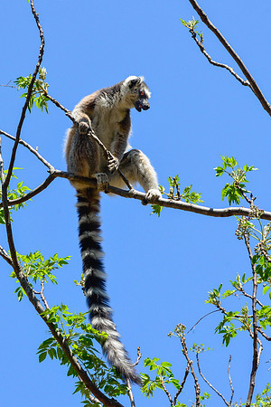 Ring-tailed lemur (Lemur catta) in Namaza Canyon, Isalo National Park