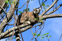 Ring-tailed lemur (Lemur catta) near the entrance to the Canyon of Rats, Isalo National Park