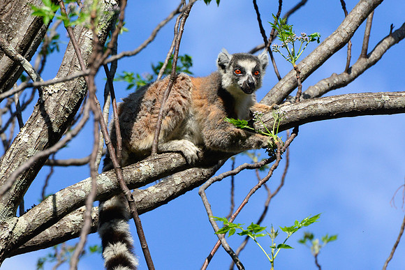 Ring-tailed lemur (Lemur catta) near the entrance to the Canyon of Rats, Isalo National Park
