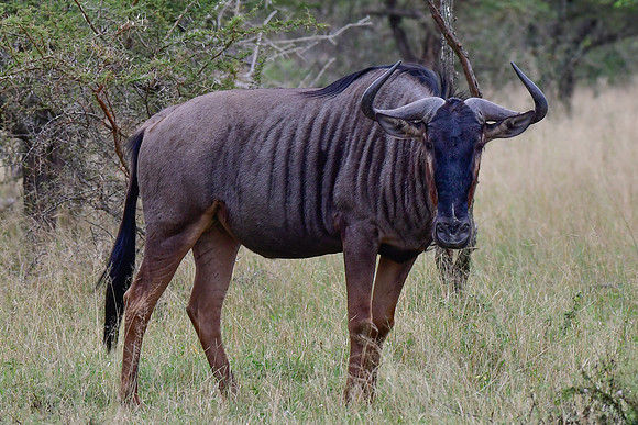 Blue wildebeest