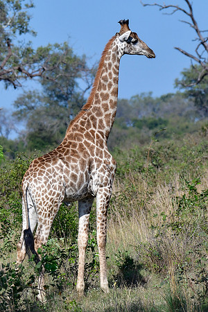 Giraffe