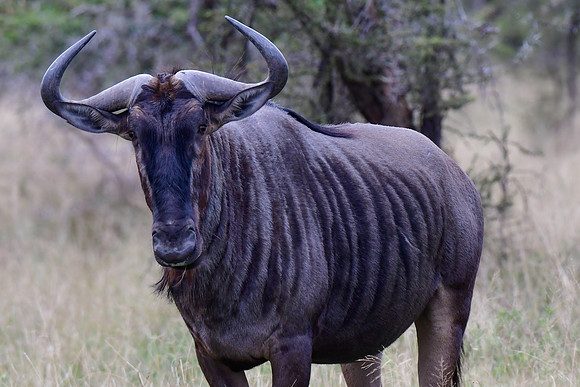 Blue wildebeest