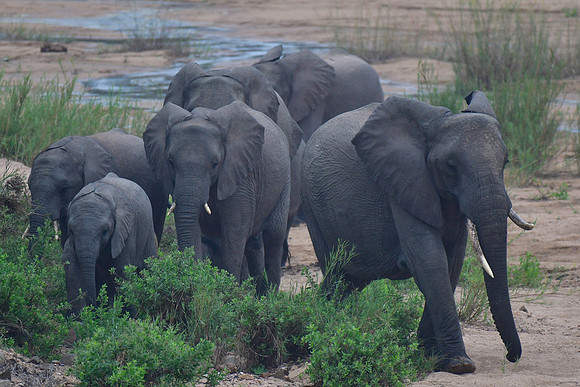 A herd of elephants (mothers and calves)