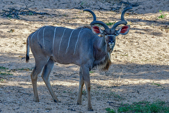 Greater kudu (male)