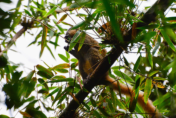 Golden bamboo lemur (Hapalemur aureus), Ranomafana National Park