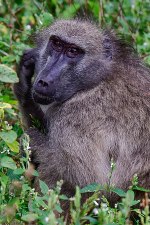 Chacma baboon (male)