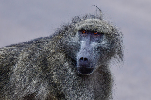 Chacma baboon (male)