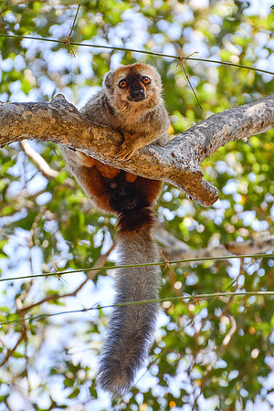 Red-fronted lemur (Eulemur rufus), Kirindy Reserve
