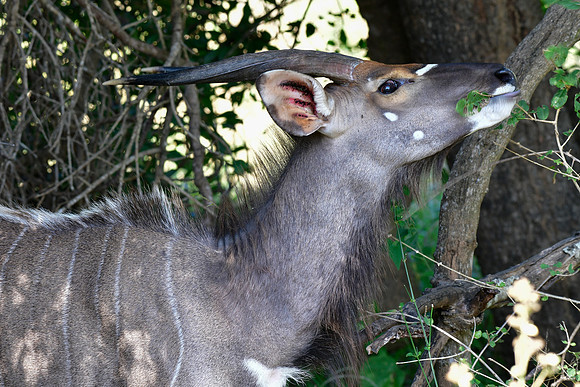 Nyala (male)