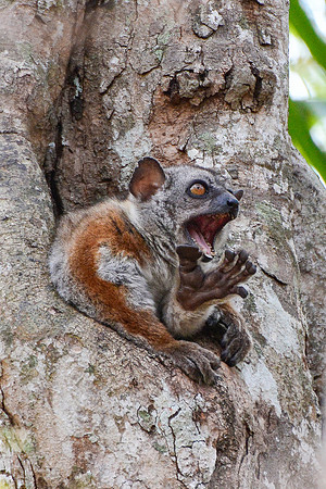 Randrianasolo's sportive lemur (Lepilemur randrianasoloi), Tsingy de Bemaraha National Park