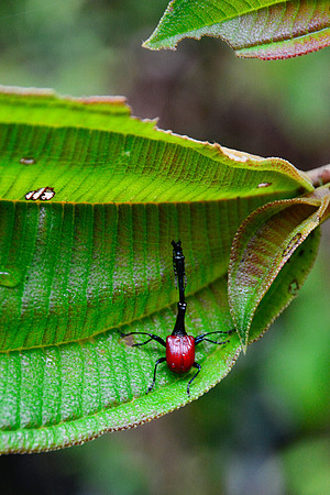 Giraffe weevil (Trachelophorus giraffa), Mitsinjo Reserve