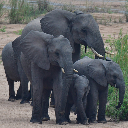A herd of elephants (mothers and calves)