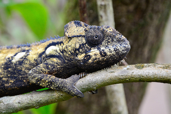 Panther chameleon (Furcifer pardalis), Peyriéras Reserve