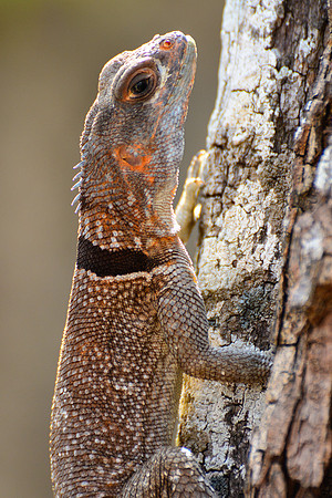 Collared iguana (Oplurus cuvieri), Tsingy de Bemaraha National Park