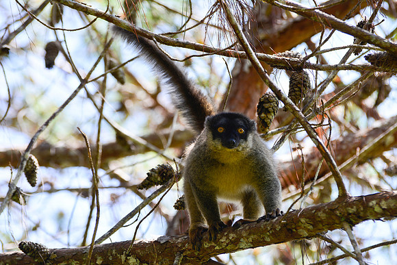 Common brown lemur (Eulemur fulvus), Andasibe-Mantadia National Park