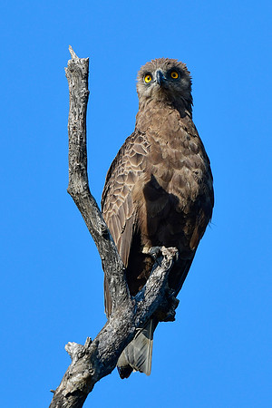 Brown snake eagle