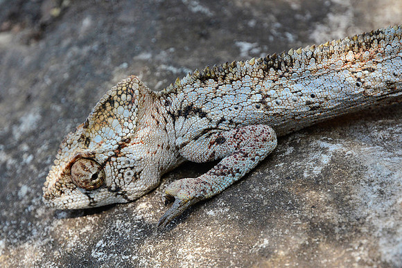 Oustalet's chameleon (Furcifer oustaleti), Tsingy de Bemaraha National Park