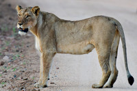 Lioness