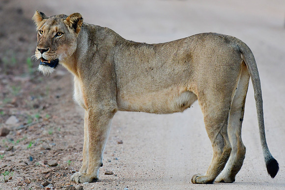Lioness