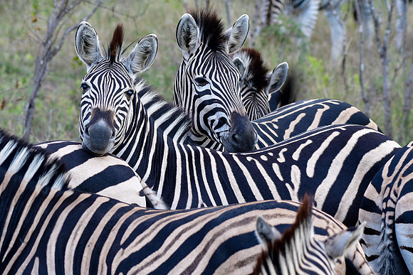 Burchell's zebra