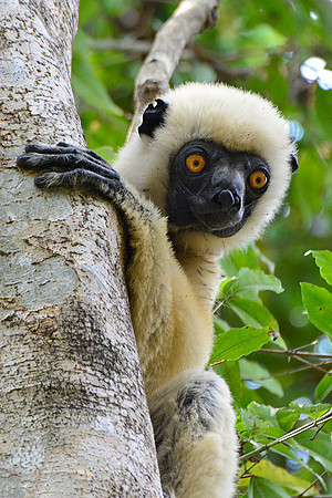 Decken's sifaka (Propithecus deckenii), Tsingy de Bemaraha National Park