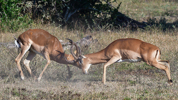 Male impalas fighting