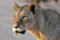 Lioness