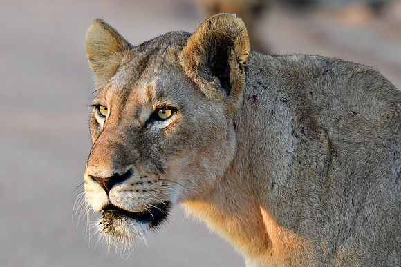 Lioness