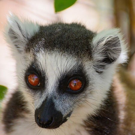 Ring-tailed lemur (Lemur catta) in Namaza Canyon, Isalo National Park