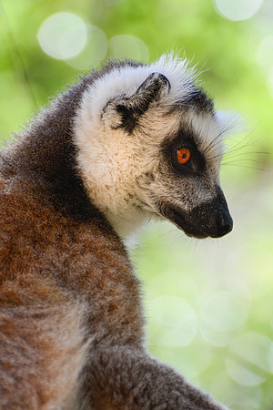 Ring-tailed lemur (Lemur catta) in Namaza Canyon, Isalo National Park