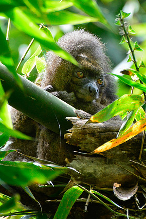Greater bamboo lemur (Prolemur simus), Ranomafana National Park