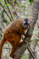 Red-fronted lemur (Eulemur rufus) near the entrance to Maki Canyon, Isalo National Park