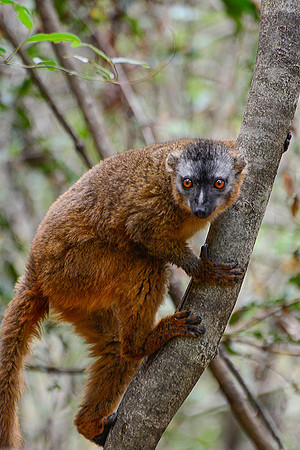 Red-fronted lemur (Eulemur rufus) near the entrance to Maki Canyon, Isalo National Park