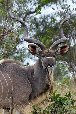 Greater kudu (male)