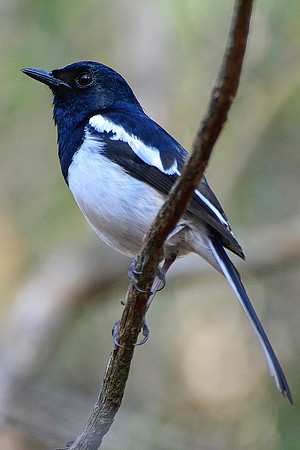 Male Madagascar magpie-robin (Copsychus albospecularis), Kirindy Reserve